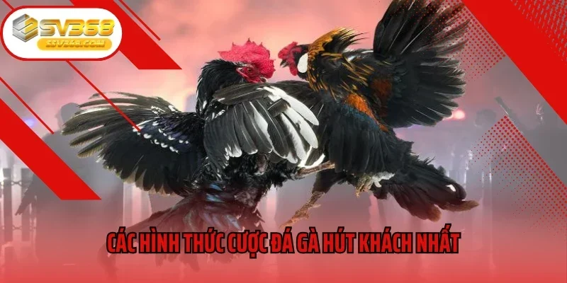 Các hình thức cược đá gà hút khách nhất