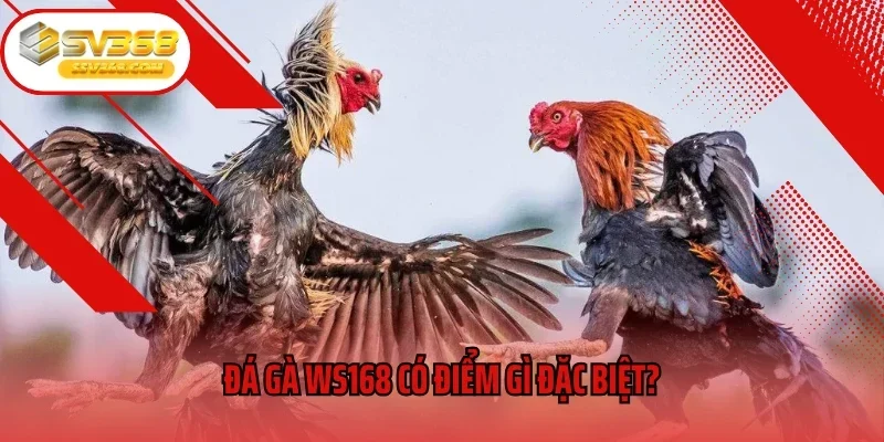 Đá gà WS168 có điểm gì đặc biệt?