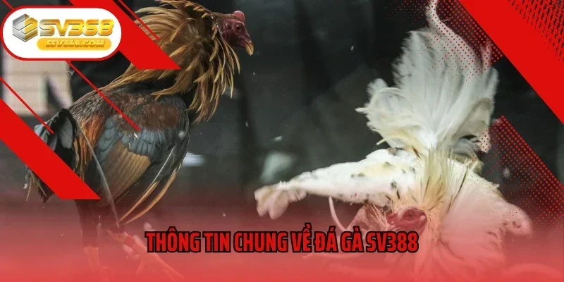 Thông tin chung về đá gà SV388