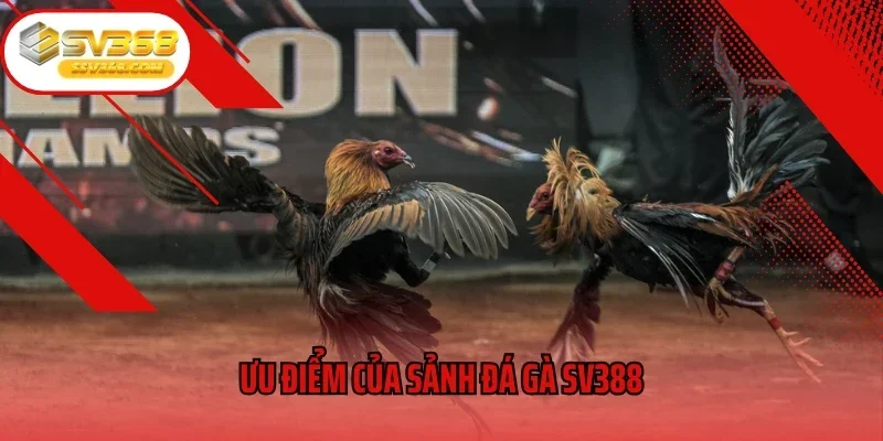 Ưu điểm của sảnh đá gà SV388
