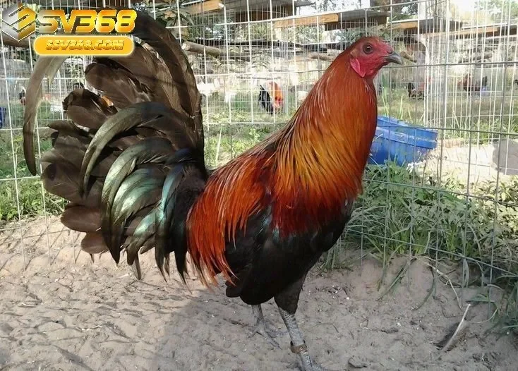 Tổng Quan Về Đá Gà Mỹ Sv368