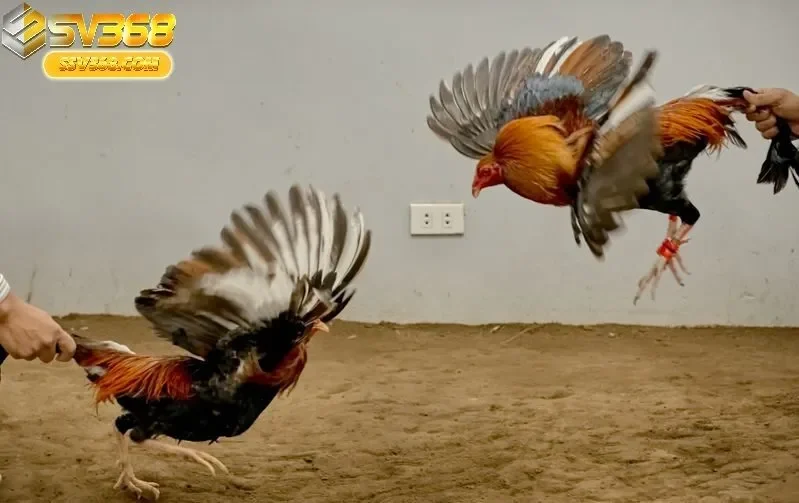 Khám Phá Những Lý Do Chọn Đá Gà Tre Sv368 Là Sự Thông Minh Nhất