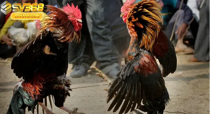 Khái Niệm và Những Đặc Trưng Nổi Bật